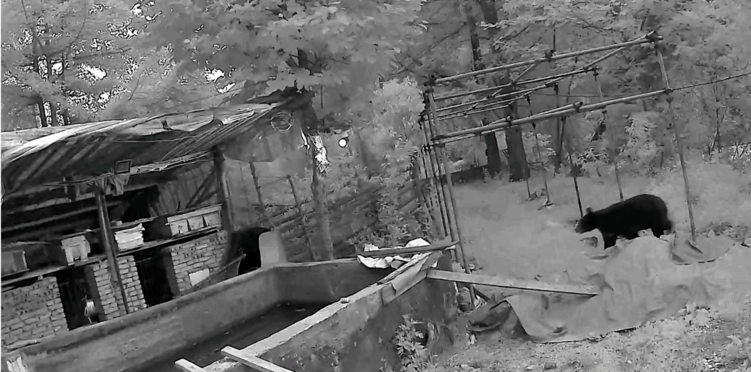 熟练得让人惊讶!四川一黑熊连续3年进村偷蜂蜜<strong></p>
<p>原油期货怎么样</strong>,藏哪都找得到