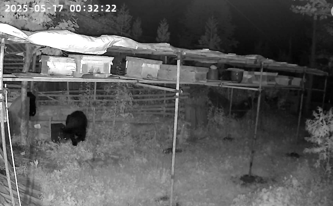 熟练得让人惊讶!四川一黑熊连续3年进村偷蜂蜜<strong></p>
<p>原油期货怎么样</strong>,藏哪都找得到