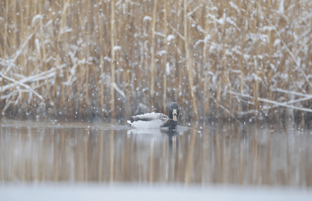 张瑜:我们所居住的北京<strong></p>
<p>国际原油下跌</strong>,是亲近自然的最佳场所