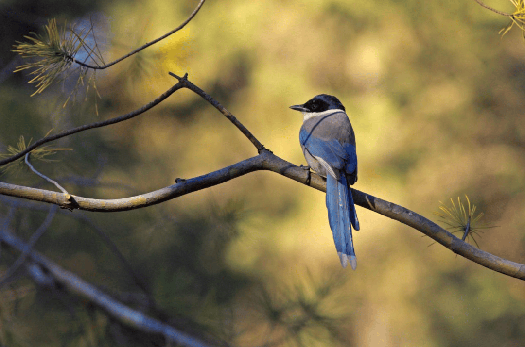 张瑜:我们所居住的北京<strong></p>
<p>国际原油下跌</strong>,是亲近自然的最佳场所
