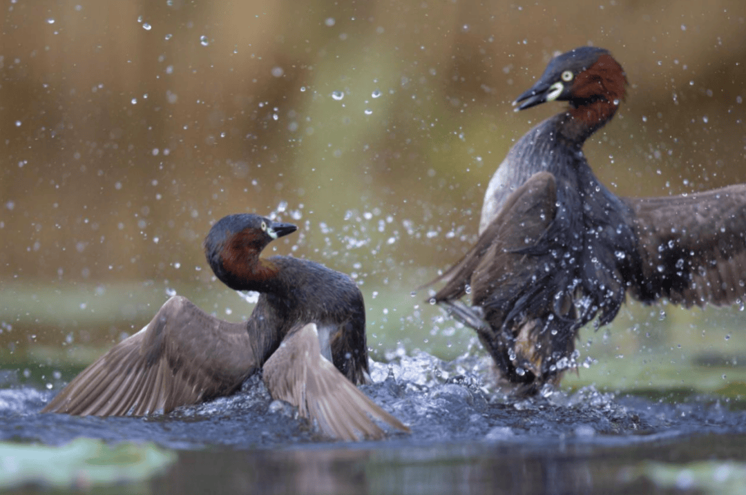 张瑜:我们所居住的北京<strong></p>
<p>国际原油下跌</strong>,是亲近自然的最佳场所