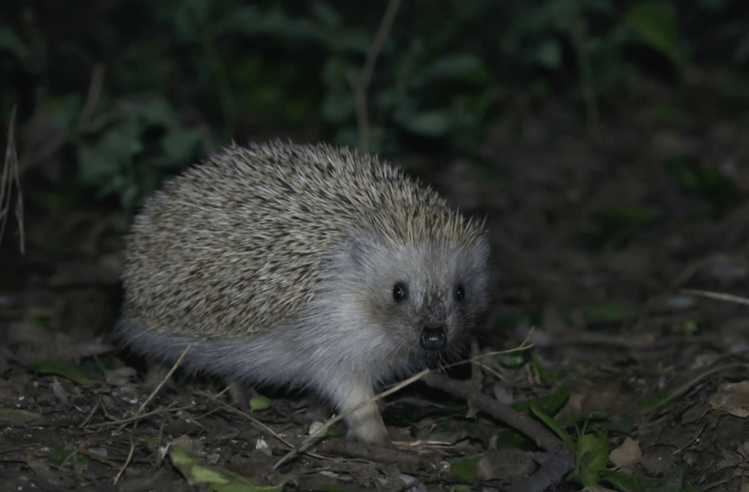 张瑜:我们所居住的北京<strong></p>
<p>国际原油下跌</strong>,是亲近自然的最佳场所