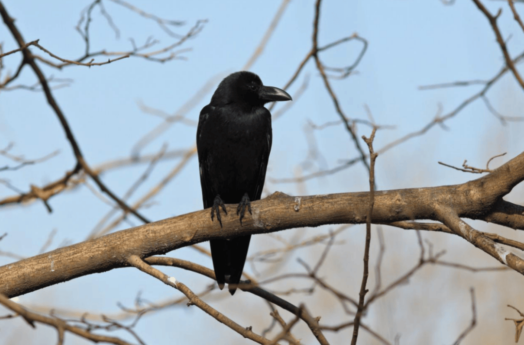张瑜:我们所居住的北京<strong></p>
<p>国际原油下跌</strong>,是亲近自然的最佳场所