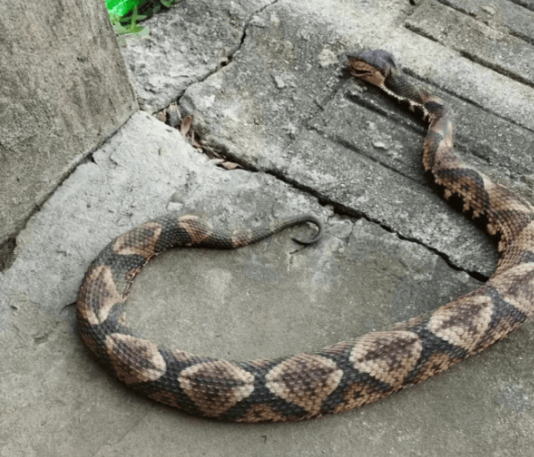 浙江温州有人在山上放生五步蛇<strong></p>
<p>原油喊单直播</strong>,此前已有村民被咬!当地村干部回应