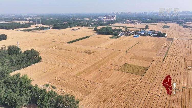 新华社关注山东冠县:80余万亩小麦开镰收割