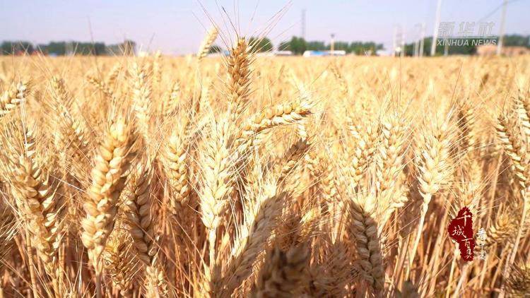 新华社关注山东冠县:80余万亩小麦开镰收割