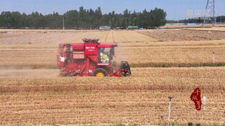 新华社关注山东冠县:80余万亩小麦开镰收割