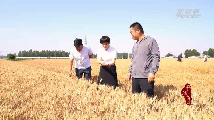 新华社关注山东冠县:80余万亩小麦开镰收割