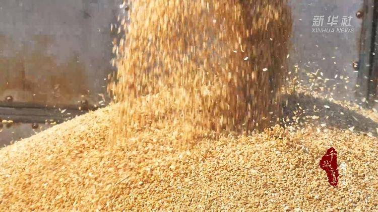 新华社关注山东冠县:80余万亩小麦开镰收割