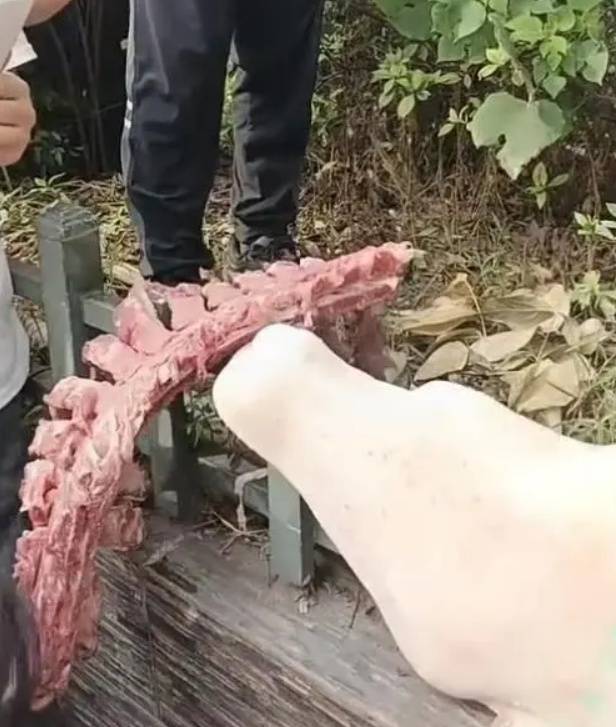 四川自贡一小学被曝使用发臭猪肉<strong></p>
<p>原油期货配资</strong>，官方通报：已封存，正在检测