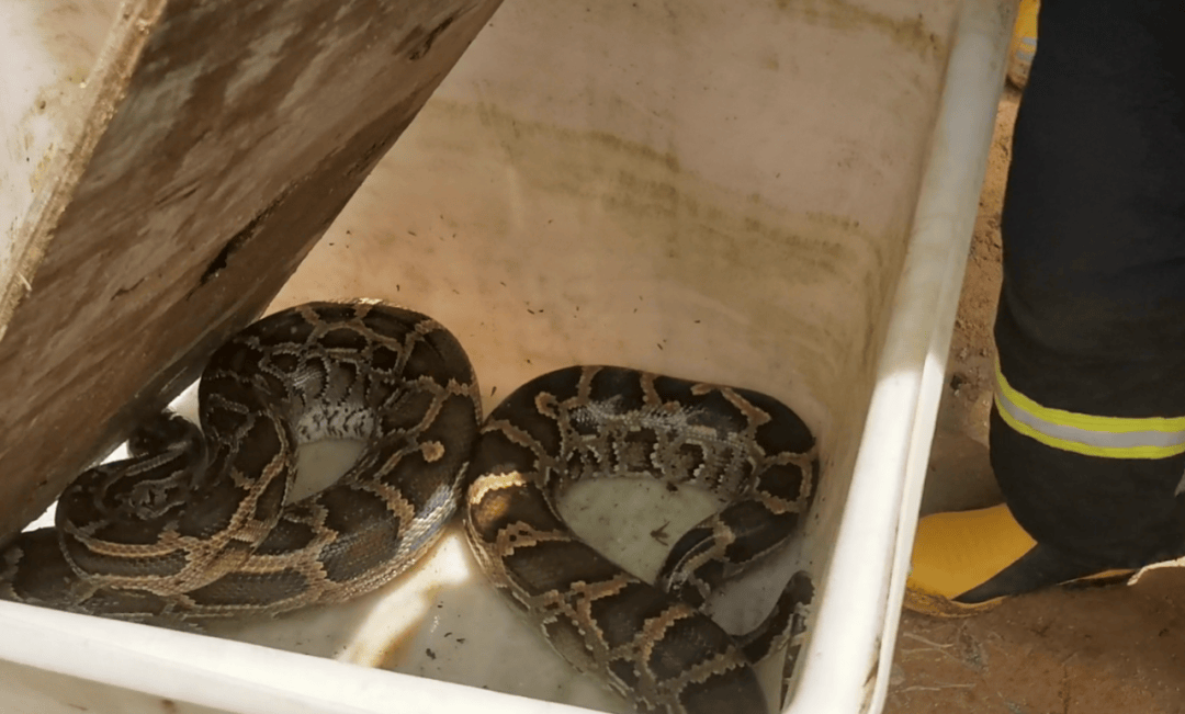 广东一地现3米长70斤巨蟒<strong></p>
<p>烃原油</strong>，吐出一只30斤整羊，消防员4分钟抓捕