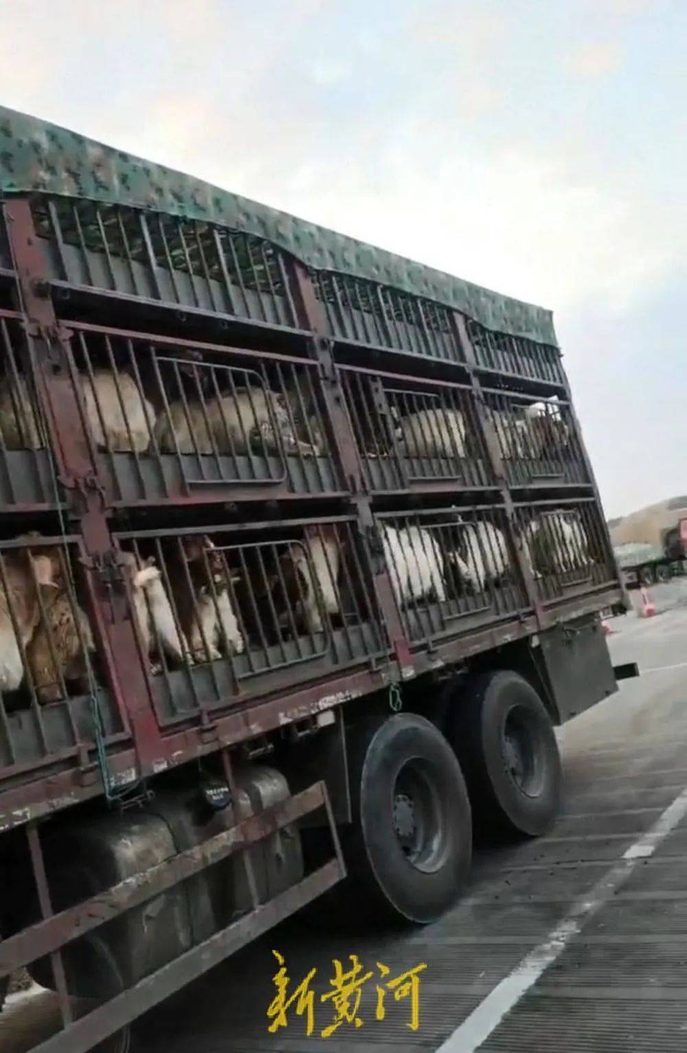 江苏养殖户称543只羊运到贵州遭羊贩盗卖<strong></p>
<p>原油加盟</strong>,当地警方立案又撤案,镇政府:双方合作养羊,账目存在分歧引发纠纷