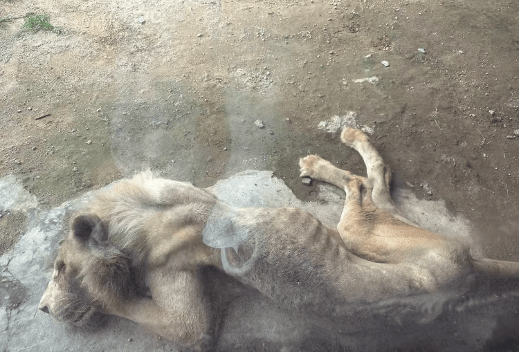 福州一野生动物世界有狮子骨瘦如柴？园方：它已有13岁“高龄”<strong></p>
<p>今天原油价格</strong>，生活作息进食均正常