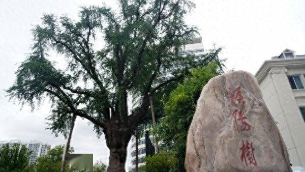 装上“淋浴”每天“冲凉”<strong></p>
<p>国际期货原油</strong>,540余岁“汉阳树”被悉心照料