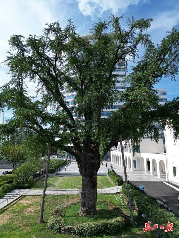 装上“淋浴”每天“冲凉”<strong></p>
<p>国际期货原油</strong>,540余岁“汉阳树”被悉心照料