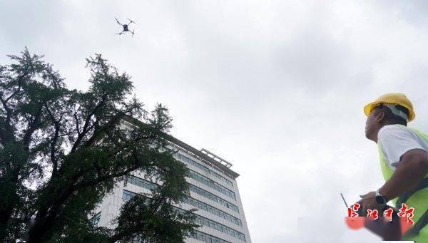 装上“淋浴”每天“冲凉”<strong></p>
<p>国际期货原油</strong>,540余岁“汉阳树”被悉心照料