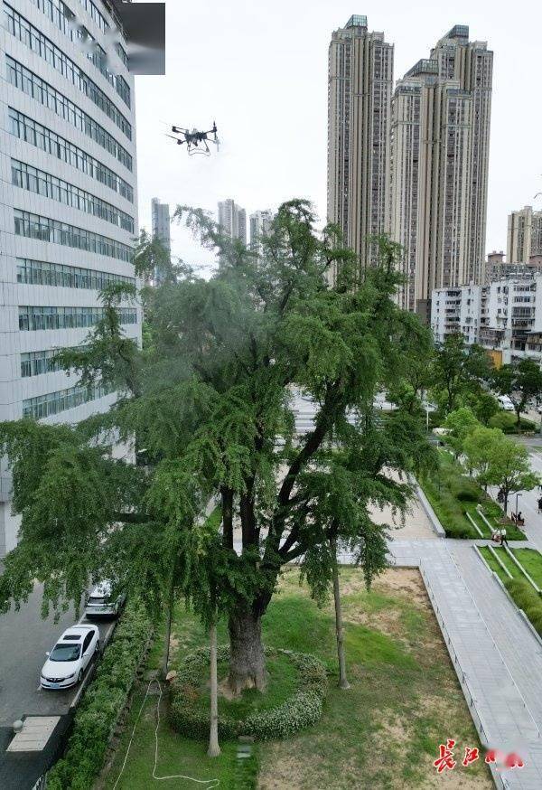 装上“淋浴”每天“冲凉”<strong></p>
<p>国际期货原油</strong>,540余岁“汉阳树”被悉心照料