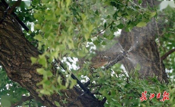 装上“淋浴”每天“冲凉”<strong></p>
<p>国际期货原油</strong>,540余岁“汉阳树”被悉心照料