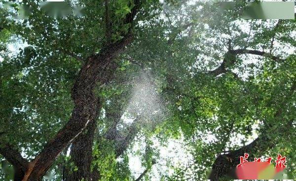 装上“淋浴”每天“冲凉”<strong></p>
<p>国际期货原油</strong>,540余岁“汉阳树”被悉心照料