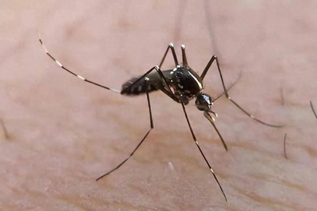 青岛疾控最新提醒：全民行动<strong></p>
<p>原油加热器</strong>！翻盆倒罐、清除积水！