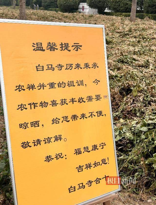 印乐方丈管理下的白马寺:僧人顶着高温种地<strong></p>
<p>西原油</strong>,义工称寺里秉承农禅并重