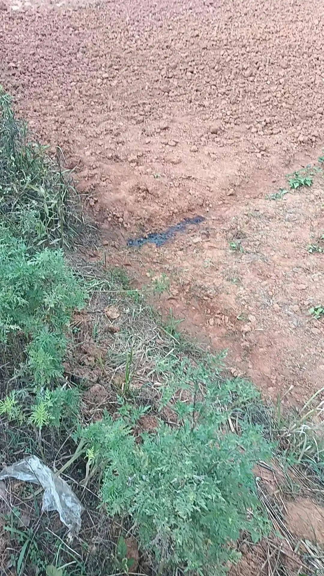 54岁农民工在工地附近如厕被气枪击杀<strong></p>
<p>今天原油走势</strong>,肇事者自首,用工单位愿补偿25万,家属发声