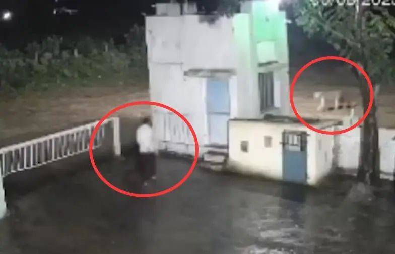 印度一男子后院与狮子相逢<strong></p>
<p>美原油指</strong>,双方都被吓懵,狮子扭身先逃