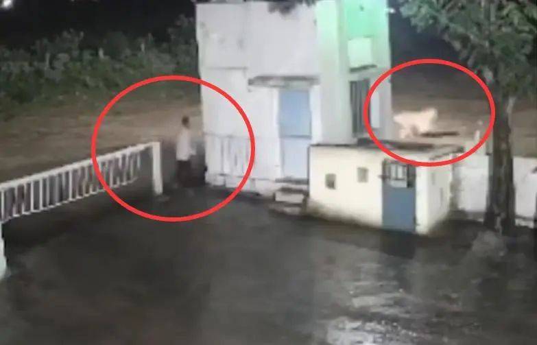 印度一男子后院与狮子相逢<strong></p>
<p>美原油指</strong>,双方都被吓懵,狮子扭身先逃