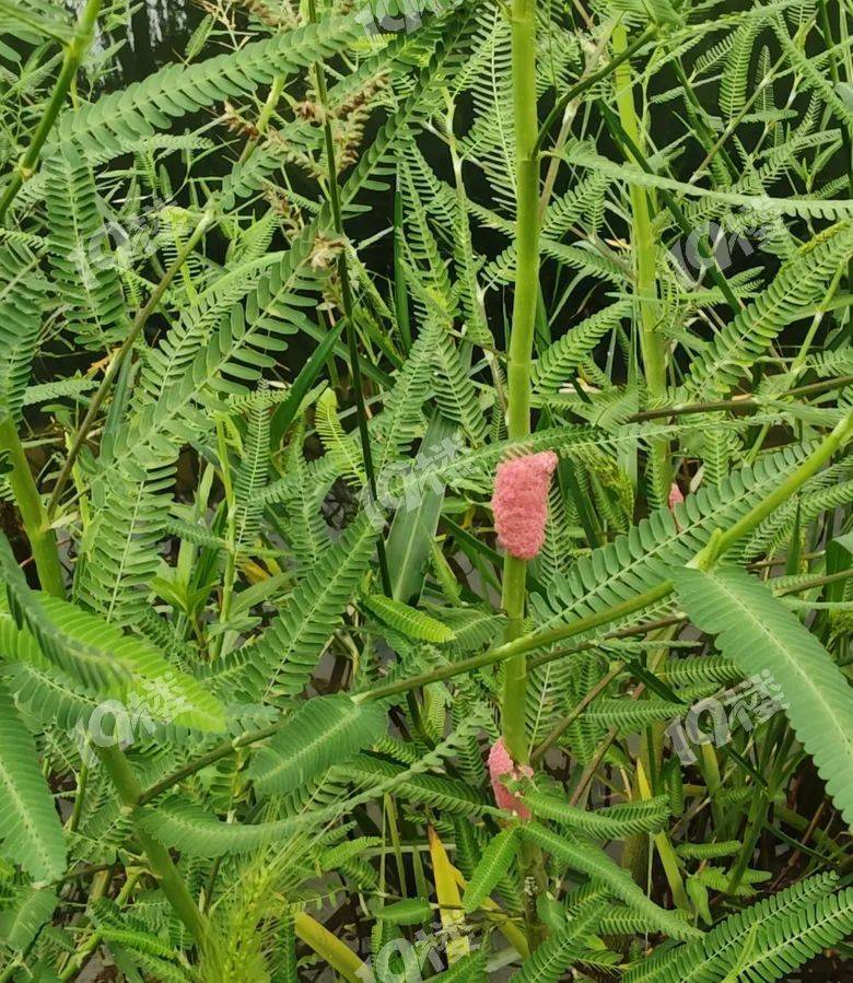别吃!寄生虫多达6000条!浙江一地大量出现<strong></p>
<p>原油大跌原因</strong>,看到立刻上报