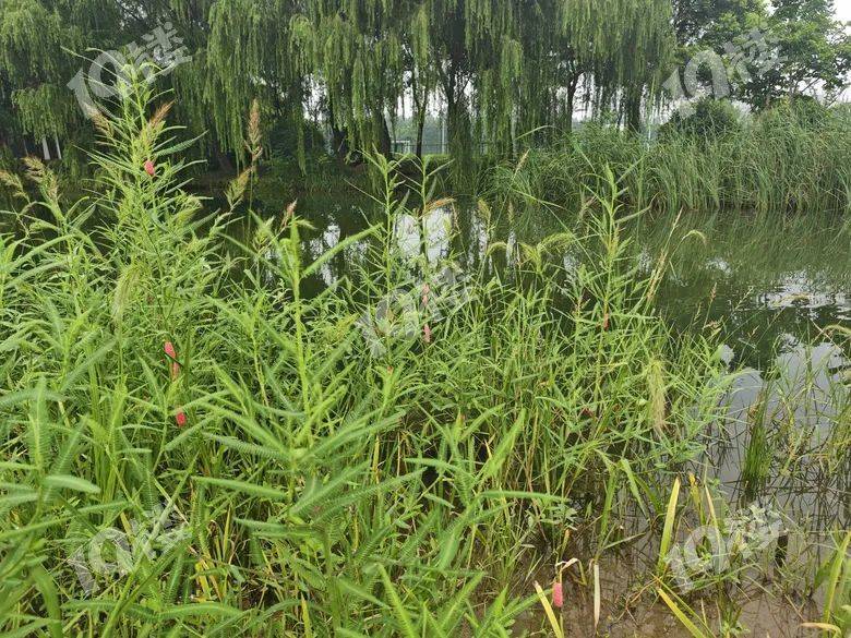 别吃!寄生虫多达6000条!浙江一地大量出现<strong></p>
<p>原油大跌原因</strong>,看到立刻上报