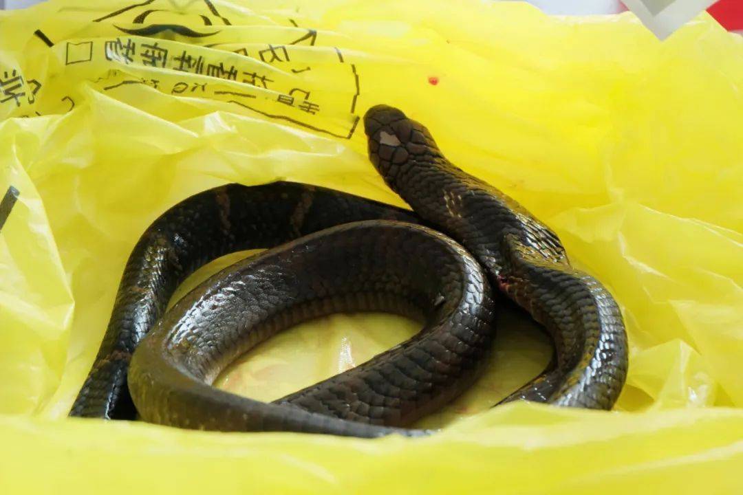 眼镜王蛇咬伤老人<strong></p>
<p>黄金国际价格</strong>,家属拖两米多长的“凶手”冲进医院!“拎蛇就医”可取吗?