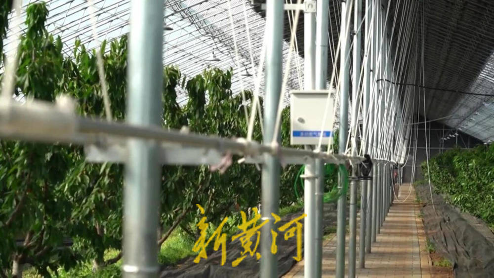 潍坊临朐:30.77 亿元<strong></p>
<p>白银</strong>!“红玛瑙”大樱桃何以成乡村振兴“甜蜜引擎”