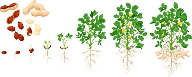 “花生上树”闹剧：AI翻车背后<strong></p>
<p>剧场</strong>，我们都在弄丢常识？