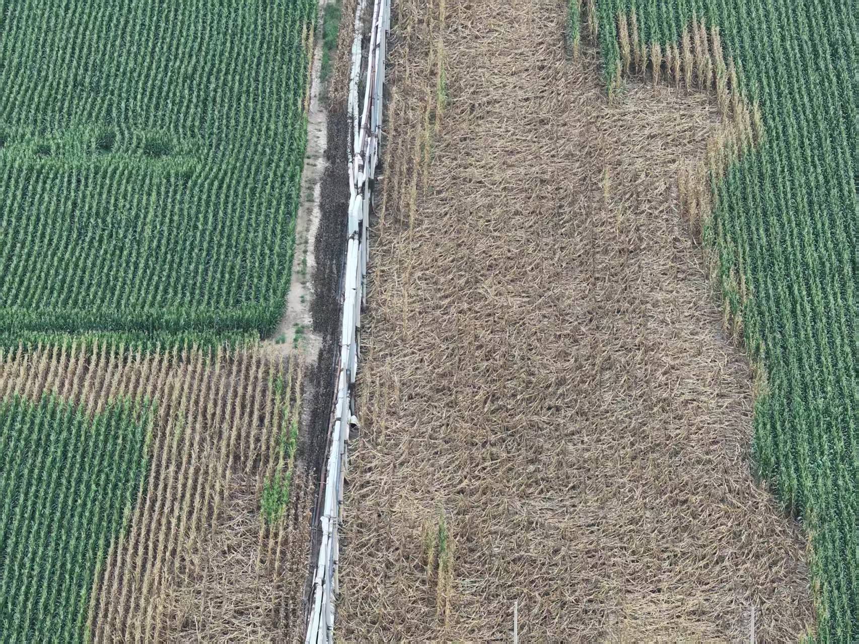 河北柏乡:造纸厂污水外排大片农作物致死引关注<strong></p>
<p>free价格</strong>！