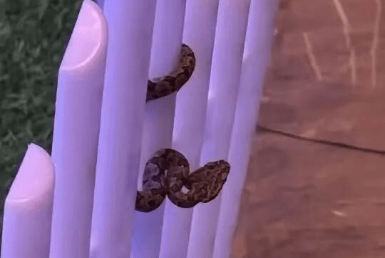 九寨沟一酒店大堂出现蝮蛇<strong></p>
<p>虚拟币兑换通道</strong>，小孩还摸了蛇头！当地通报：孩子没被咬伤，已全面排查