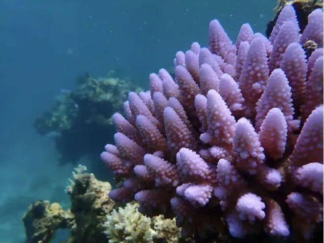 权威解读：为何建立黄岩岛国家级自然保护区<strong></p>
<p>虚拟币兑换通道</strong>？