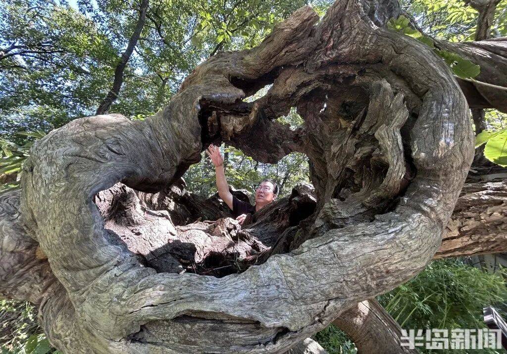 1014岁！青岛这棵“千年树王”<strong></p>
<p>肖毅虚拟币交易</strong>，主干碳化严重，镂空处能站两人！每年仍可结果数十斤→