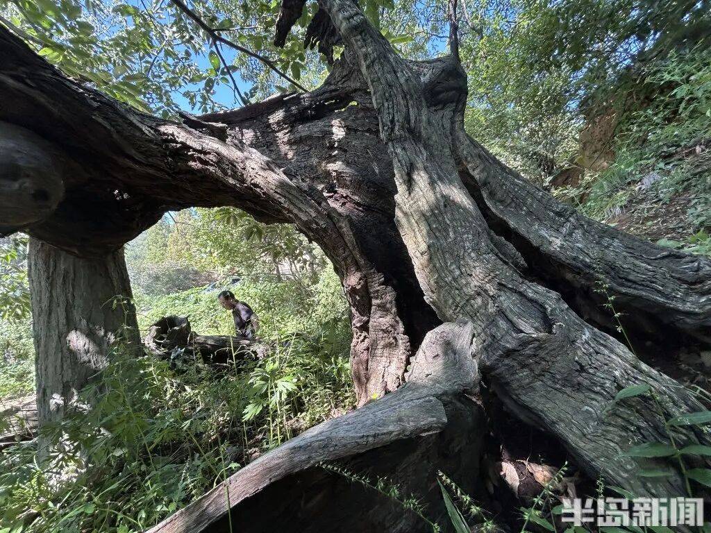 1014岁！青岛这棵“千年树王”<strong></p>
<p>肖毅虚拟币交易</strong>，主干碳化严重，镂空处能站两人！每年仍可结果数十斤→