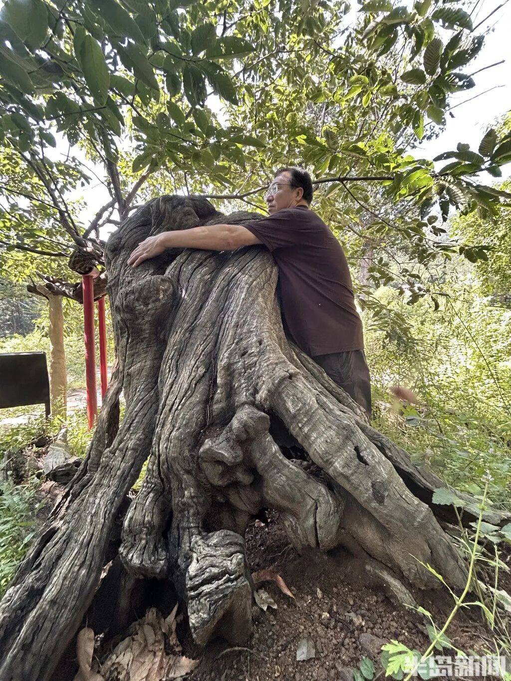 1014岁！青岛这棵“千年树王”<strong></p>
<p>肖毅虚拟币交易</strong>，主干碳化严重，镂空处能站两人！每年仍可结果数十斤→