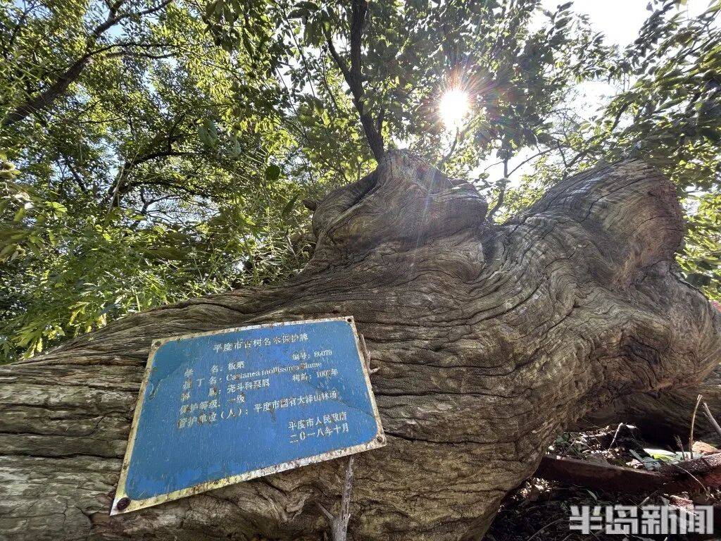 1014岁！青岛这棵“千年树王”<strong></p>
<p>肖毅虚拟币交易</strong>，主干碳化严重，镂空处能站两人！每年仍可结果数十斤→