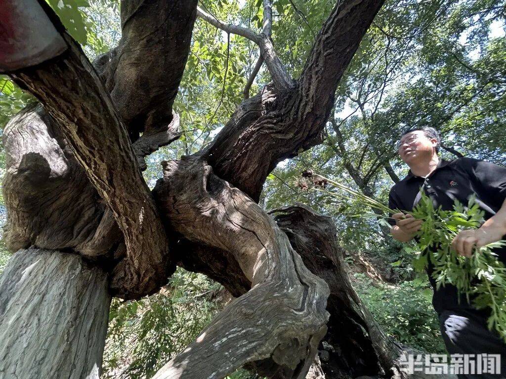 1014岁！青岛这棵“千年树王”<strong></p>
<p>肖毅虚拟币交易</strong>，主干碳化严重，镂空处能站两人！每年仍可结果数十斤→