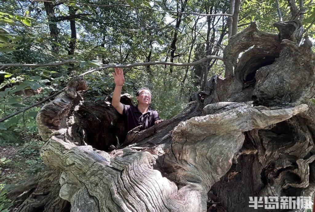 1014岁！青岛这棵“千年树王”<strong></p>
<p>肖毅虚拟币交易</strong>，主干碳化严重，镂空处能站两人！每年仍可结果数十斤→