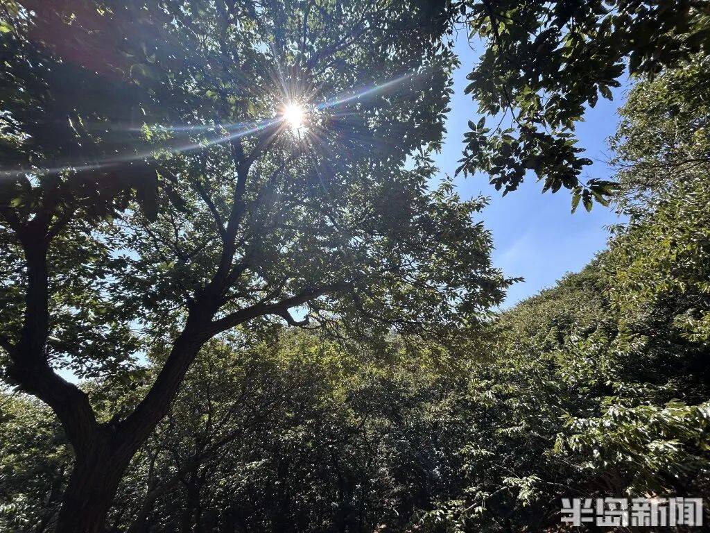 1014岁！青岛这棵“千年树王”<strong></p>
<p>肖毅虚拟币交易</strong>，主干碳化严重，镂空处能站两人！每年仍可结果数十斤→