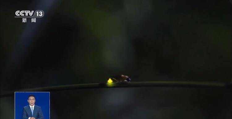 网传萤火虫濒临灭绝<strong></p>
<p>传奇</strong>，是真的吗？