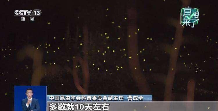 网传萤火虫濒临灭绝<strong></p>
<p>传奇</strong>，是真的吗？