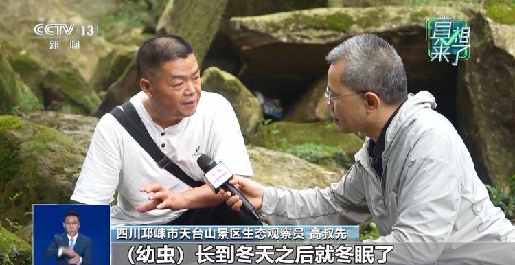 网传萤火虫濒临灭绝<strong></p>
<p>传奇</strong>，是真的吗？