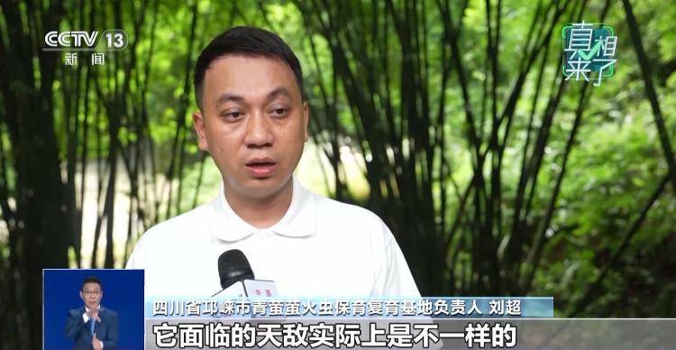 网传萤火虫濒临灭绝<strong></p>
<p>传奇</strong>，是真的吗？