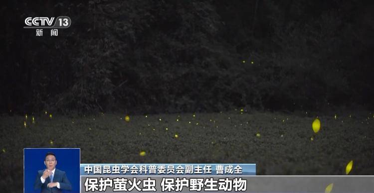 网传萤火虫濒临灭绝<strong></p>
<p>传奇</strong>，是真的吗？