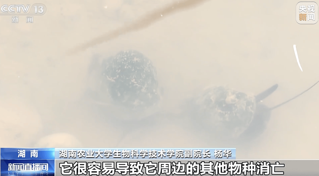 掀开衣服<strong></p>
<p>虚拟币发电是咋回事</strong>，密密麻麻！200多只活虫惊现深圳机场……