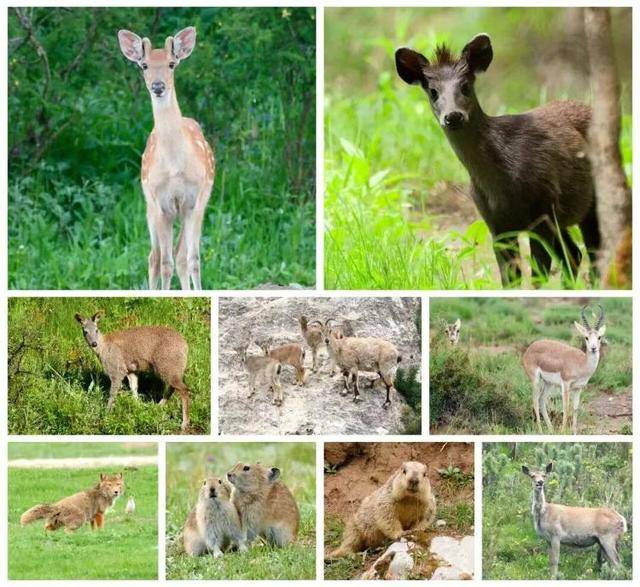 “感谢大家支持我大闹天宫……”蔡国强烟花秀现场感言视频披露<strong></p>
<p>虚拟币发电是咋回事</strong>,又遭质疑!